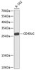 Western blot analysis of extracts of K561 cells, using CD40LG antibody (14-739) at 1:1000 dilution.<br/>Secondary antibody: HRP Goat Anti-Rabbit IgG (H+L) at 1:10000 dilution.<br/>Lysates/proteins: 25ug per lane.<br/>Blocking buffer: 3% nonfat dry milk in TBST.<br/>Detection: ECL Basic Kit.<br/>Exposure time: 60s.