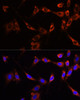 Immunofluorescence analysis of NIH-3T3 cells using PTPN13 Polyclonal Antibody (14-741) at dilution of 1:100 (40x lens) . Blue: DAPI for nuclear staining.