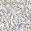 Immunohistochemistry of paraffin-embedded rat kidney using HAL antibody (14-749) at dilution of 1:100 (40x lens) .