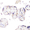 Immunohistochemistry of paraffin-embedded human placenta using IGF2R antibody (14-750) at dilution of 1:100 (40x lens) .