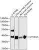 Western blot analysis of extracts of various cell lines, using MTNR1A antibody (14-754) at 1:3000 dilution.<br/>Secondary antibody: HRP Goat Anti-Rabbit IgG (H+L) at 1:10000 dilution.<br/>Lysates/proteins: 25ug per lane.<br/>Blocking buffer: 3% nonfat dry milk in TBST.<br/>Detection: ECL Basic Kit.<br/>Exposure time: 90s.