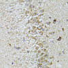 Immunohistochemistry of paraffin-embedded Rat brain using MTNR1A antibody (14-754) at dilution of 1:100 (40x lens) .