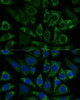 Immunofluorescence analysis of L929 cells using NDUFS8 Polyclonal Antibody (14-757) at dilution of 1:100 (40x lens) . Blue: DAPI for nuclear staining.