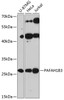 Western blot analysis of extracts of various cell lines, using PAFAH1B3 antibody (14-759) at 1:3000 dilution.<br/>Secondary antibody: HRP Goat Anti-Rabbit IgG (H+L) at 1:10000 dilution.<br/>Lysates/proteins: 25ug per lane.<br/>Blocking buffer: 3% nonfat dry milk in TBST.<br/>Detection: ECL Enhanced Kit.<br/>Exposure time: 90s.