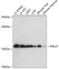 Western blot analysis of extracts of various cell lines, using RPL27 antibody (14-762) at 1:3000 dilution.<br/>Secondary antibody: HRP Goat Anti-Rabbit IgG (H+L) at 1:10000 dilution.<br/>Lysates/proteins: 25ug per lane.<br/>Blocking buffer: 3% nonfat dry milk in TBST.<br/>Detection: ECL Enhanced Kit.<br/>Exposure time: 90s.