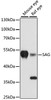 Western blot analysis of extracts of various cell lines, using SAG antibody (14-763) at 1:3000 dilution.<br/>Secondary antibody: HRP Goat Anti-Rabbit IgG (H+L) at 1:10000 dilution.<br/>Lysates/proteins: 25ug per lane.<br/>Blocking buffer: 3% nonfat dry milk in TBST.<br/>Detection: ECL Basic Kit.<br/>Exposure time: 90s.