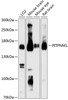 Western blot analysis of extracts of various cell lines, using PITPNM1 Antibody (14-773) at 1:3000 dilution.<br/>Secondary antibody: HRP Goat Anti-Rabbit IgG (H+L) at 1:10000 dilution.<br/>Lysates/proteins: 25ug per lane.<br/>Blocking buffer: 3% nonfat dry milk in TBST.<br/>Detection: ECL Basic Kit.<br/>Exposure time: 90s.