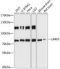 Western blot analysis of extracts of various cell lines, using LARP5 antibody (14-782) at 1:3000 dilution.<br/>Secondary antibody: HRP Goat Anti-Rabbit IgG (H+L) at 1:10000 dilution.<br/>Lysates/proteins: 25ug per lane.<br/>Blocking buffer: 3% nonfat dry milk in TBST.<br/>Detection: ECL Basic Kit.<br/>Exposure time: 90s.