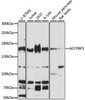 Western blot analysis of extracts of various cell lines, using AGTPBP1 antibody (14-784) at 1:3000 dilution.<br/>Secondary antibody: HRP Goat Anti-Rabbit IgG (H+L) at 1:10000 dilution.<br/>Lysates/proteins: 25ug per lane.<br/>Blocking buffer: 3% nonfat dry milk in TBST.<br/>Detection: ECL Basic Kit.<br/>Exposure time: 60s.