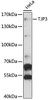 Western blot analysis of extracts of HeLa cells, using TJP3 antibody (14-786) at 1:3000 dilution.<br/>Secondary antibody: HRP Goat Anti-Rabbit IgG (H+L) at 1:10000 dilution.<br/>Lysates/proteins: 25ug per lane.<br/>Blocking buffer: 3% nonfat dry milk in TBST.<br/>Detection: ECL Basic Kit.<br/>Exposure time: 30s.
