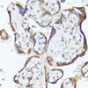 Immunohistochemistry of paraffin-embedded human placenta using GKN1 antibody (14-797) at dilution of 1:150 (40x lens) .