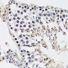 Immunohistochemistry of paraffin-embedded rat testis using CASC5 antibody (14-798) at dilution of 1:100 (40x lens) .