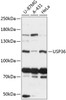 Western blot analysis of extracts of various cell lines, using USP36 antibody (14-799) at 1:3000 dilution.<br/>Secondary antibody: HRP Goat Anti-Rabbit IgG (H+L) at 1:10000 dilution.<br/>Lysates/proteins: 25ug per lane.<br/>Blocking buffer: 3% nonfat dry milk in TBST.<br/>Detection: ECL Basic Kit.<br/>Exposure time: 15s.