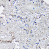 Immunohistochemistry of paraffin-embedded human lung using NLRC4 antibody (14-800) at dilution of 1:100 (40x lens) .