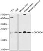 Western blot analysis of extracts of various cell lines, using CHCHD4 antibody (14-812) at 1:3000 dilution.<br/>Secondary antibody: HRP Goat Anti-Rabbit IgG (H+L) at 1:10000 dilution.<br/>Lysates/proteins: 25ug per lane.<br/>Blocking buffer: 3% nonfat dry milk in TBST.<br/>Detection: ECL Enhanced Kit.<br/>Exposure time: 90s.