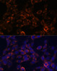 Immunofluorescence analysis of NIH-3T3 cells using USE1 Polyclonal Antibody (14-820) at dilution of 1:100 (40x lens) . Blue: DAPI for nuclear staining.