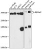 Western blot analysis of extracts of various cell lines, using PRDM2 antibody (14-825) at 1:3000 dilution.<br/>Secondary antibody: HRP Goat Anti-Rabbit IgG (H+L) at 1:10000 dilution.<br/>Lysates/proteins: 25ug per lane.<br/>Blocking buffer: 3% nonfat dry milk in TBST.<br/>Detection: ECL Basic Kit.<br/>Exposure time: 90s.