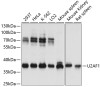 Western blot analysis of extracts of various cell lines, using U2AF1 antibody (14-831) at 1:3000 dilution.<br/>Secondary antibody: HRP Goat Anti-Rabbit IgG (H+L) at 1:10000 dilution.<br/>Lysates/proteins: 25ug per lane.<br/>Blocking buffer: 3% nonfat dry milk in TBST.<br/>Detection: ECL Basic Kit.<br/>Exposure time: 3s.