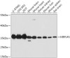 Western blot analysis of extracts of various cell lines, using MRPL45 antibody (14-844) at 1:1000 dilution.<br/>Secondary antibody: HRP Goat Anti-Rabbit IgG (H+L) at 1:10000 dilution.<br/>Lysates/proteins: 25ug per lane.<br/>Blocking buffer: 3% nonfat dry milk in TBST.<br/>Detection: ECL Basic Kit.<br/>Exposure time: 90s.