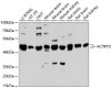 Western blot analysis of extracts of various cell lines, using ACTRT3 antibody (14-845) at 1:3000 dilution.<br/>Secondary antibody: HRP Goat Anti-Rabbit IgG (H+L) at 1:10000 dilution.<br/>Lysates/proteins: 25ug per lane.<br/>Blocking buffer: 3% nonfat dry milk in TBST.<br/>Detection: ECL Basic Kit.<br/>Exposure time: 30s.