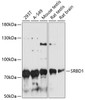 Western blot analysis of extracts of various cell lines, using SRBD1 antibody (14-858) at 1:3000 dilution.<br/>Secondary antibody: HRP Goat Anti-Rabbit IgG (H+L) at 1:10000 dilution.<br/>Lysates/proteins: 25ug per lane.<br/>Blocking buffer: 3% nonfat dry milk in TBST.<br/>Detection: ECL Basic Kit.<br/>Exposure time: 90s.
