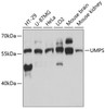 Western blot analysis of extracts of various cell lines, using UMPS antibody (14-872) at 1:3000 dilution.<br/>Secondary antibody: HRP Goat Anti-Rabbit IgG (H+L) at 1:10000 dilution.<br/>Lysates/proteins: 25ug per lane.<br/>Blocking buffer: 3% nonfat dry milk in TBST.<br/>Detection: ECL Basic Kit.<br/>Exposure time: 30s.