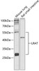 Western blot analysis of extracts of various cell lines, using Lrat antibody (14-873) at 1:1000 dilution.<br/>Secondary antibody: HRP Goat Anti-Rabbit IgG (H+L) at 1:10000 dilution.<br/>Lysates/proteins: 25ug per lane.<br/>Blocking buffer: 3% nonfat dry milk in TBST.<br/>Detection: ECL Basic Kit.<br/>Exposure time: 30s.