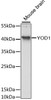 Western blot analysis of extracts of mouse brain, using YOD1 antibody (14-880) at 1:3000 dilution.<br/>Secondary antibody: HRP Goat Anti-Rabbit IgG (H+L) at 1:10000 dilution.<br/>Lysates/proteins: 25ug per lane.<br/>Blocking buffer: 3% nonfat dry milk in TBST.<br/>Detection: ECL Enhanced Kit.<br/>Exposure time: 30s.