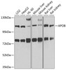 Western blot analysis of extracts of various cell lines, using APOB antibody (14-901) at 1:1000 dilution.<br/>Secondary antibody: HRP Goat Anti-Rabbit IgG (H+L) at 1:10000 dilution.<br/>Lysates/proteins: 25ug per lane.<br/>Blocking buffer: 3% nonfat dry milk in TBST.<br/>Detection: ECL Basic Kit.<br/>Exposure time: 60s.