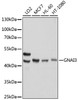 Western blot analysis of extracts of various cell lines, using GNAI3 antibody (14-905) at 1:1000 dilution.<br/>Secondary antibody: HRP Goat Anti-Rabbit IgG (H+L) at 1:10000 dilution.<br/>Lysates/proteins: 25ug per lane.<br/>Blocking buffer: 3% nonfat dry milk in TBST.<br/>Detection: ECL Basic Kit.<br/>Exposure time: 1s.