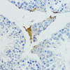 Immunohistochemistry of paraffin-embedded mouse testis using KLKB1 antibody (14-918) at dilution of 1:200 (40x lens) .