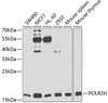 Western blot analysis of extracts of various cell lines, using POLR2H antibody (14-929) at 1:1000 dilution.<br/>Secondary antibody: HRP Goat Anti-Rabbit IgG (H+L) at 1:10000 dilution.<br/>Lysates/proteins: 25ug per lane.<br/>Blocking buffer: 3% nonfat dry milk in TBST.<br/>Detection: ECL Basic Kit.<br/>Exposure time: 30s.