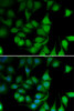 Immunofluorescence analysis of U2OS cells using POLR2H antibody (14-929) . Blue: DAPI for nuclear staining.