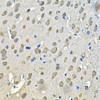 Immunohistochemistry of paraffin-embedded rat brain using PRKAB2 Antibody (14-931) at dilution of 1:100 (40x lens) .