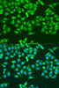 Immunofluorescence analysis of U2OS cells using RRM1 antibody (14-936) at dilution of 1:100. Blue: DAPI for nuclear staining.