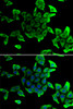 Immunofluorescence analysis of U2OS cells using SGCD antibody (14-939) . Blue: DAPI for nuclear staining.