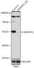 Western blot analysis of extracts from normal (control) and SMARCE1 knockout (KO) HeLa cells, using SMARCE1 antibody (14-940) at 1:1000 dilution.<br/>Secondary antibody: HRP Goat Anti-Rabbit IgG (H+L) at 1:10000 dilution.<br/>Lysates/proteins: 25ug per lane.<br/>Blocking buffer: 3% nonfat dry milk in TBST.<br/>Detection: ECL Basic Kit.<br/>Exposure time: 15s.