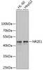 Western blot analysis of extracts of various cell lines, using NR2E1 antibody (14-946) at 1:1000 dilution.<br/>Secondary antibody: HRP Goat Anti-Rabbit IgG (H+L) at 1:10000 dilution.<br/>Lysates/proteins: 25ug per lane.<br/>Blocking buffer: 3% nonfat dry milk in TBST.<br/>Detection: ECL Basic Kit.<br/>Exposure time: 90s.