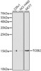 Western blot analysis of extracts of various cell lines, using TCEB2 antibody (14-948) at 1:1000 dilution.<br/>Secondary antibody: HRP Goat Anti-Rabbit IgG (H+L) at 1:10000 dilution.<br/>Lysates/proteins: 25ug per lane.<br/>Blocking buffer: 3% nonfat dry milk in TBST.<br/>Detection: ECL Basic Kit.<br/>Exposure time: 90s.