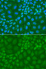 Immunofluorescence analysis of A549 cells using TDG antibody (14-949) . Blue: DAPI for nuclear staining.