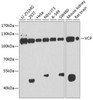 Western blot analysis of extracts of various cell lines, using VCP antibody (14-951) at 1:1000 dilution.<br/>Secondary antibody: HRP Goat Anti-Rabbit IgG (H+L) at 1:10000 dilution.<br/>Lysates/proteins: 25ug per lane.<br/>Blocking buffer: 3% nonfat dry milk in TBST.<br/>Detection: ECL Basic Kit.<br/>Exposure time: 30s.