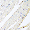 Immunohistochemistry of paraffin-embedded rat heart using VCP antibody (14-951) at dilution of 1:200 (40x lens) .
