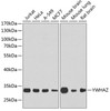 Western blot analysis of extracts of various cell lines, using YWHAZ Antibody (14-954) at 1:1000 dilution.<br/>Secondary antibody: HRP Goat Anti-Rabbit IgG (H+L) at 1:10000 dilution.<br/>Lysates/proteins: 25ug per lane.<br/>Blocking buffer: 3% nonfat dry milk in TBST.<br/>Detection: ECL Basic Kit.<br/>Exposure time: 30s.