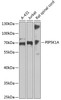 Western blot analysis of extracts of various cell lines, using PIP5K1A antibody (14-955) at 1:1000 dilution.<br/>Secondary antibody: HRP Goat Anti-Rabbit IgG (H+L) at 1:10000 dilution.<br/>Lysates/proteins: 25ug per lane.<br/>Blocking buffer: 3% nonfat dry milk in TBST.<br/>Detection: ECL Basic Kit.<br/>Exposure time: 90s.