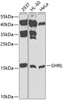 Western blot analysis of extracts of various cell lines, using GHRL antibody (14-959) at 1:1000 dilution.<br/>Secondary antibody: HRP Goat Anti-Rabbit IgG (H+L) at 1:10000 dilution.<br/>Lysates/proteins: 25ug per lane.<br/>Blocking buffer: 3% nonfat dry milk in TBST.<br/>Detection: ECL Basic Kit.<br/>Exposure time: 90s.