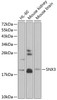 Western blot analysis of extracts of various cell lines, using SNX3 antibody (14-960) at 1:1000 dilution.<br/>Secondary antibody: HRP Goat Anti-Rabbit IgG (H+L) at 1:10000 dilution.<br/>Lysates/proteins: 25ug per lane.<br/>Blocking buffer: 3% nonfat dry milk in TBST.<br/>Detection: ECL Enhanced Kit.<br/>Exposure time: 90s.