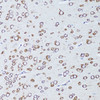Immunohistochemistry of paraffin-embedded mouse brain using TNFRSF11A antibody (14-961) at dilution of 1:100 (20x lens) .