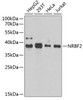 Western blot analysis of extracts of various cell lines, using NRBF2 antibody (14-979) at 1:1000 dilution.<br/>Secondary antibody: HRP Goat Anti-Rabbit IgG (H+L) at 1:10000 dilution.<br/>Lysates/proteins: 25ug per lane.<br/>Blocking buffer: 3% nonfat dry milk in TBST.<br/>Detection: ECL Enhanced Kit.<br/>Exposure time: 90s.