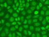Immunofluorescence analysis of A-549 cells using CXXC1 antibody (14-980) .