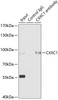 Immunoprecipitation analysis of 200ug extracts of HepG2 cells using 3ug CXXC1 antibody (14-980) . Western blot was performed from the immunoprecipitate using CXXC1 antibody (14-980) at a dilition of 1:500.